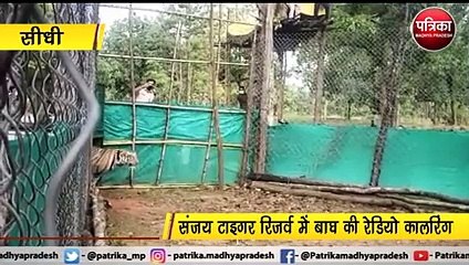 VIDEO: ऐसे होती है बाघ की रेडियो कालरिंग देखें वीडियो..