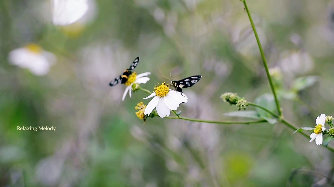 Butterfly and Flower Relaxing Music, Meditation and Yoga Music