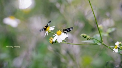 Butterfly and Flower Relaxing Music, Meditation and Yoga Music