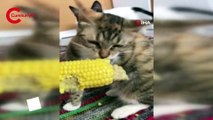 Kedinin mısır yediği anlar gülümsetti