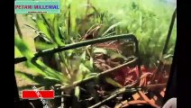 Agriculture Technology -  SugarCane Cultivation - SugarCane Farming and Harvesting, processing