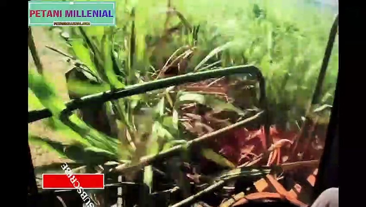 Agriculture Technology -  SugarCane Cultivation - SugarCane Farming and Harvesting, processing