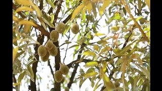 Asia Durian Farm and Harvest - Asian Durian Cultivation Technology and Durian Processing
