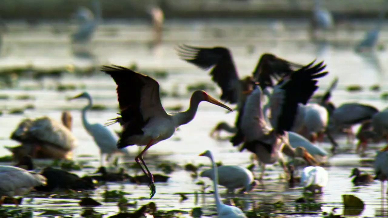La Planète Des Oiseaux