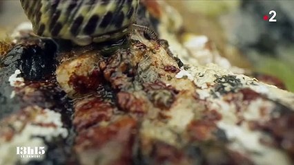 L'audio-naturaliste chasseur de sons Fernand Deroussen enregistre la vie sauvage pour faire prendre conscience de sa fragilité