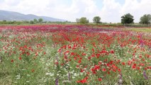 Son dakika haberi... Gelinciklerin rengarenk çiçeklerle uyumu görsel şölen sunuyor