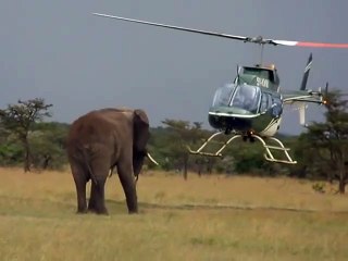 Cet éléphant déteste les hélicoptères