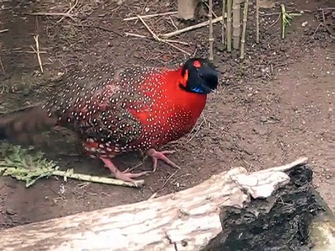 Cet oiseau fait une parade incroyable : Tragopan satyre