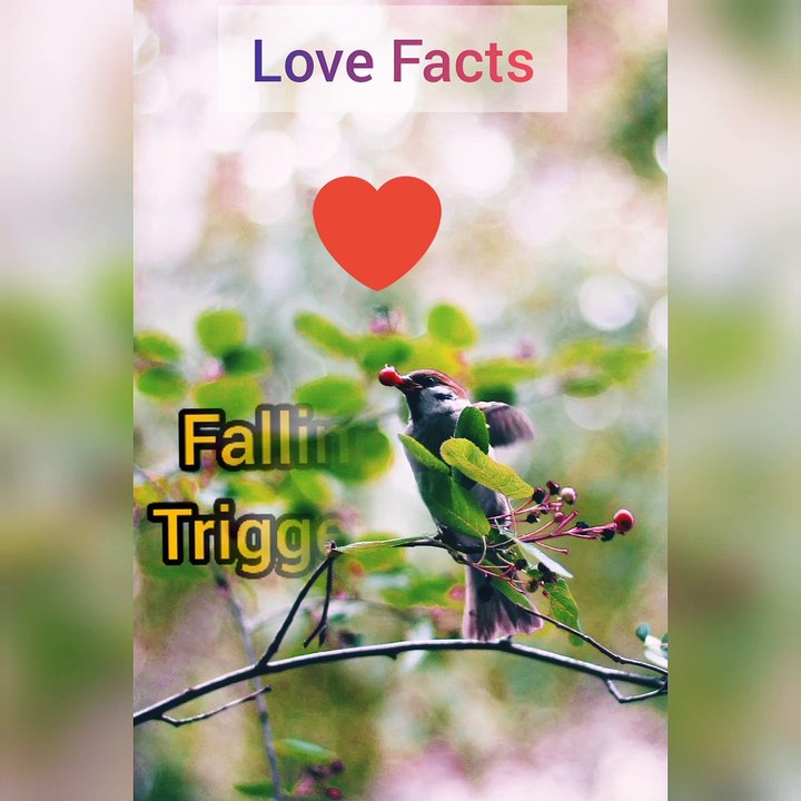 Relationship Facts | Love Facts N01