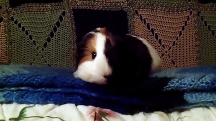 CAVIA PORCELLUS TURMERIC 102_5297