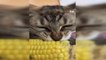 Kedinin mısır yediği anlar sosyal medyada beğeni topladı