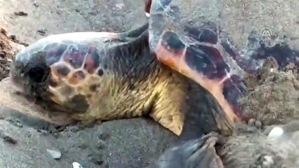 Caretta carettaların yuvalama süreçleri görüntülendi.