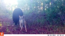 Bear and Coyote Hanging out Together in the Woods