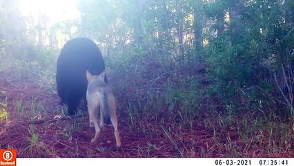 Bear and Coyote Hanging out Together in the Woods