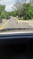 Llama Doesn't Want to Move off the Road