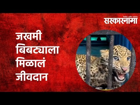 जखमी बिबट्याला मिळालं जीवदान | Leopard |Nashik | Maharashtra | Forest officials | Sarkarnama