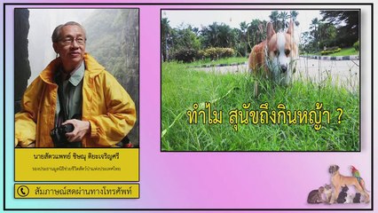 ทำไมสุนัขถึงกินหญ้า? : FM91 คลินิกสัตว์เลี้ยง : 19 กรกฎาคม 2563