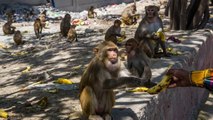 Good News | Fruit vendors feed monkeys in Madurai amid lockdown