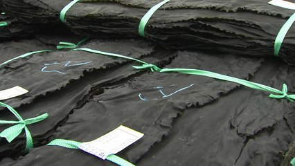 다시마 생산량 절반 뚝...외국인 근로자 없어 발 동동! / YTN