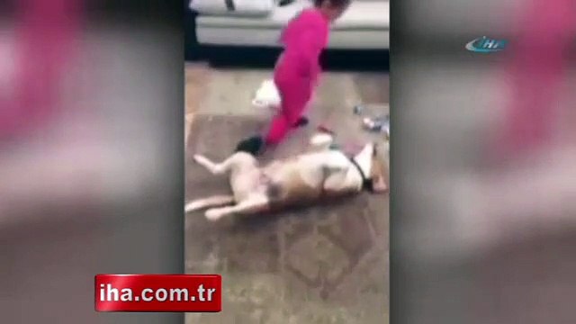 Minik ellerle sevimli köpeğe ameliyat
