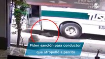Chofer de transporte público arrolla intencionalmente a perrito en Oaxaca; indagan crueldad animal