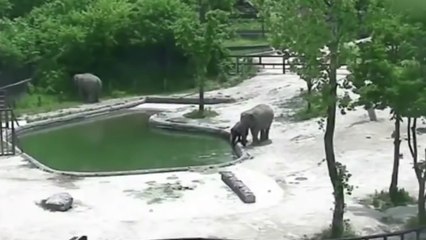 Elefante acude a la ayuda de otro elefante para salvar a su bebé