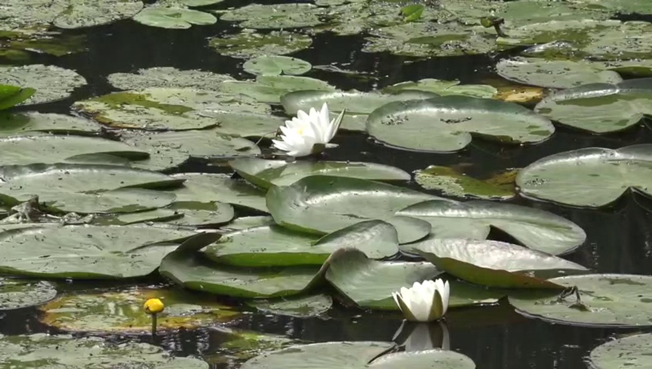 lily flower,rain,
