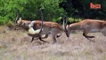 Kavga eden antiloplara saldıran leopar... İnanılmaz!
