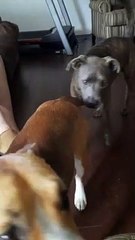 SNOOZE AND PLAY WITH TUCKER CARLSON AND CLAIRE BEAR