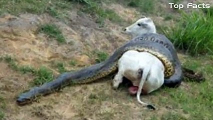 Yılanın ineğe yaptıklarını görünce şok olacaksınız...