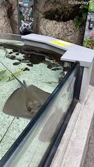 Excited Stingray Waves Hello