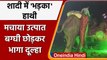 Viral Video: बारात के दौरान Elephant हुआ बेकाबू, जमकर मचाया तांडव, देखिए VIDEO | वनइंडिया हिंदी