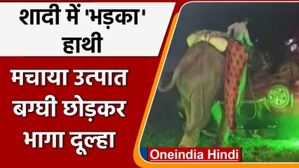 Viral Video: बारात के दौरान Elephant हुआ बेकाबू, जमकर मचाया तांडव, देखिए VIDEO | वनइंडिया हिंदी