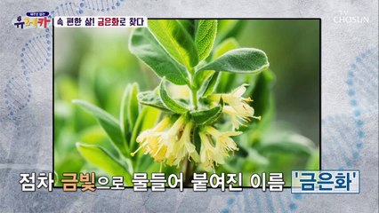 속 편한 삶 위벽 보호에 도움 주는 금은화 TV CHOSUN 20210613 방송