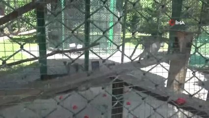 Fabrikaya dev hayvanat bahçesi kurdular, 1,5 milyon ziyaretçiyi ağırladılar