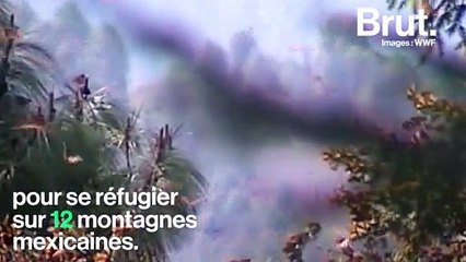 Le papillon monarque, une espèce vouée à s'éteindre ?