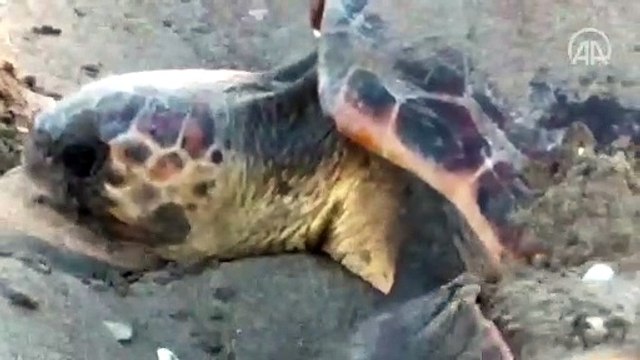 Caretta carettaların Kumluca ve Finike sahillerinde yuvalama süreci başladı
