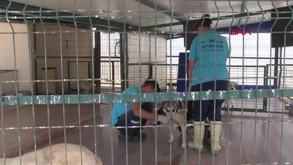 MANİSA ÖZEL YÜRÜTEÇLE HAYATA TUTUNAN 'YAMAN' VE 'CESUR' SAHİPLERİNİ BEKLİYOR