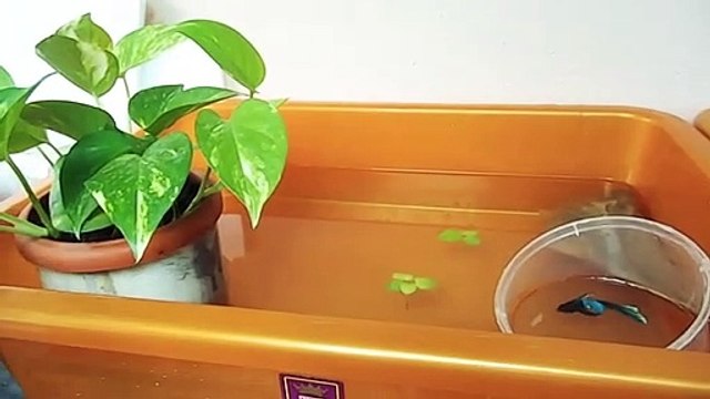 Betta Fish Breeding Tank Setup In Tamil|Fish Aquarium Dinesh
