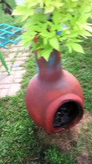 Dog and Duck Play Together Delightfully