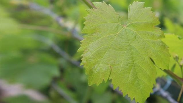 Yaprağı meyvesinden pahalı olan Kahta'nın kilosu 45 liradan alıcı buluyor