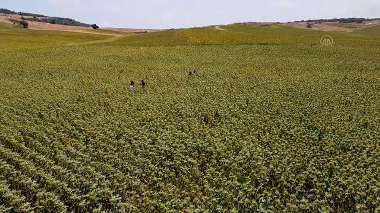 Çukurova'da sarıya boyanan ayçiçeği tarlaları doğal fotoğraf stüdyosu haline geldi