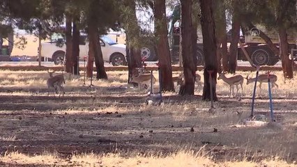 ŞANLIURFA - Ceylanpınar'da koruma altındaki ceylanların sayısı artıyor