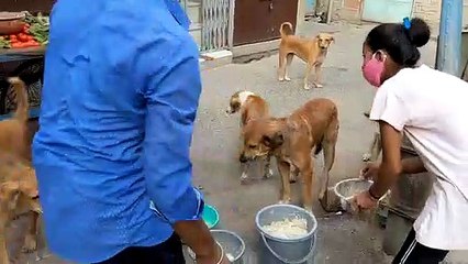 बेसहारा श्वानों की कविता ने सुनी आवाज, रोजाना पूरी कर रही खाने की आस