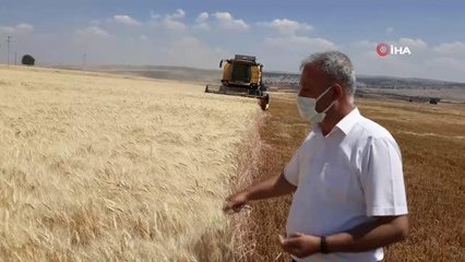 Dev makarnacıların peşinde olduğu Araban buğdayında hasat başladı