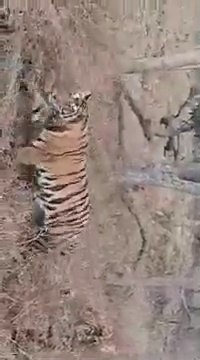Real Encounter With Tiger in Panna Tiger Reserve or Panna National Park MP Tourism Forest Safari