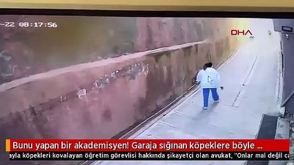Akademisyenin yaptıkları kan dondurdu! Garaja sığınan köpeklere böyle eziyet etti