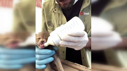 Yavru tilkiler doğal yaşam alanlarına bırakıldı