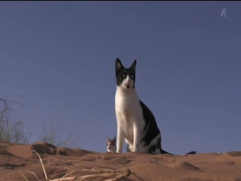 岩合光昭　世界ネコ歩き「ドバイ・アラブ首長国連邦」