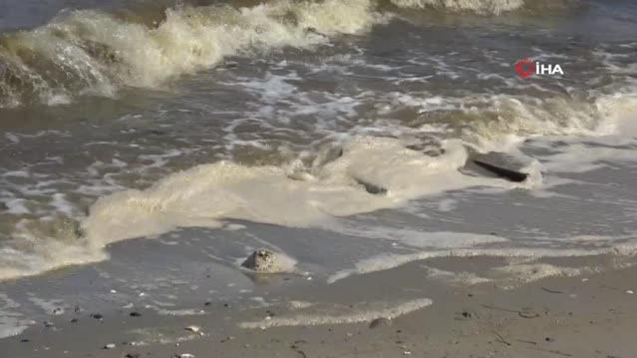 Kapıdağ'ın bir tarafı müsilajdan kahverengi, diğer tarafı pırıl pırıl